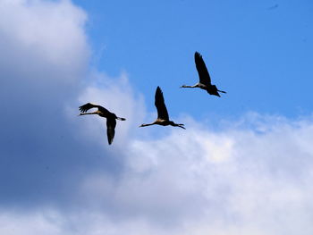 Low angle view of birds flying in sky