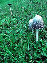 Plants growing on grassy field