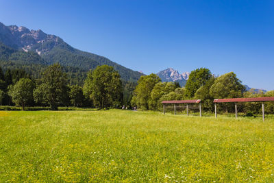 Scenic view of field against clear blue sky