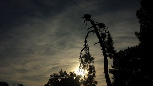 Low angle view of silhouette tree against sky