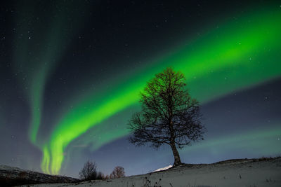 Low angle view of tree against sky at night