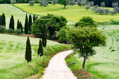 Road amidst trees on field