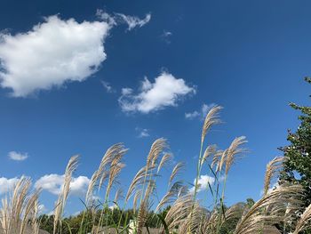 Low angle view of trees on field against blue sky