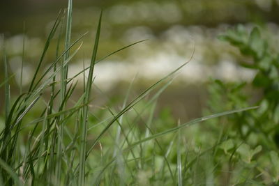 Close-up of grass