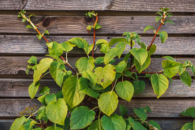 High angle view of plant growing outdoors