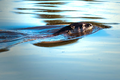 High angle view of duck swimming in lake