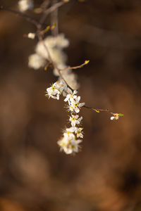 Close-up of white flowering plant