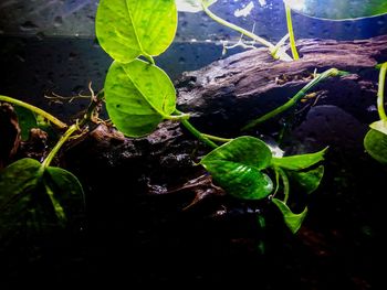 High angle view of plant growing in water