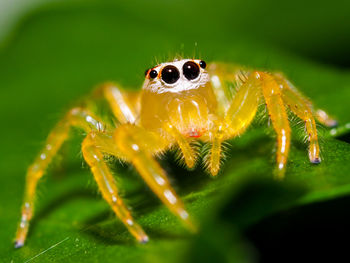 Close-up of spider