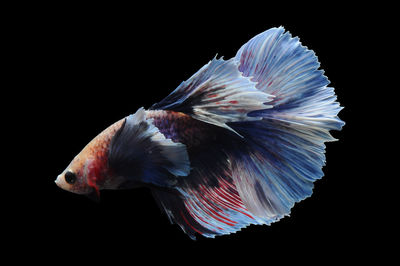 Close-up of fish against black background