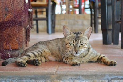 Cat lying down on floor