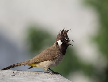 Close-up of bird perching outdoors