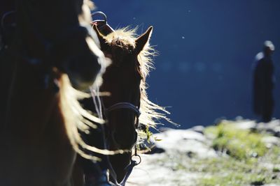 Close-up of horse