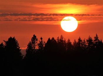Silhouette trees against orange sky during sunset
