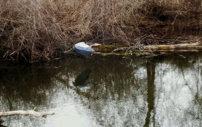 View of bird in lake