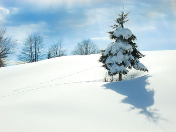 Lone snow covered pine tree with shadow and foot prints leading to tree. blue sky