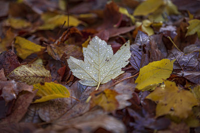 Close-up of autumnal leaves