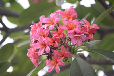 Close-up of pink flowering plant