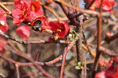 Close-up of insect on red flower