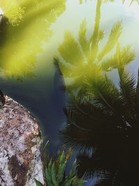 Palm tree by river against sky