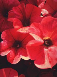 Close-up of red hibiscus blooming outdoors