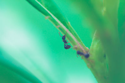 Close-up of plant against blue sky