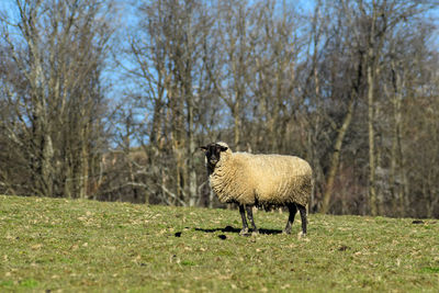 Sheep in a field