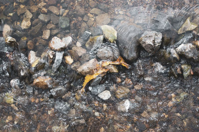 High angle view of crab in sea