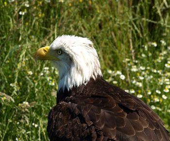 Close-up of eagle