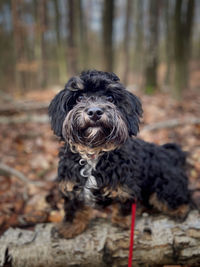 Portrait of dog on field