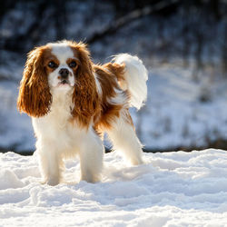 Portrait of dog on snow