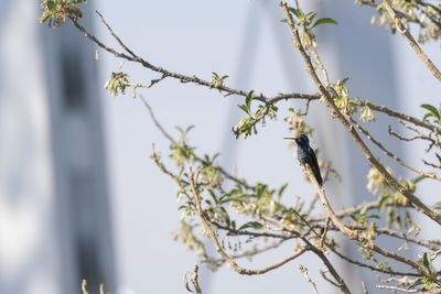 Low angle view of flowering plants on tree