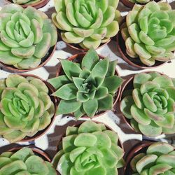 High angle view of succulent plant