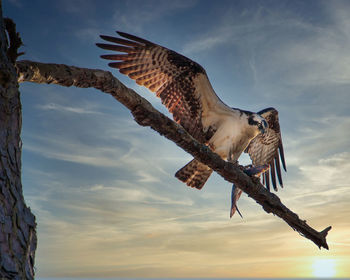 Low angle view of eagle flying against sky