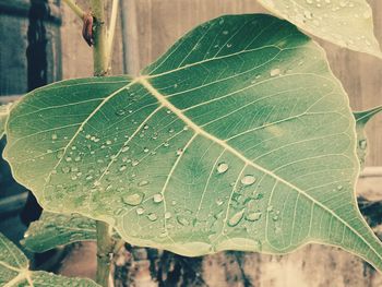 Close-up of leaf on plant