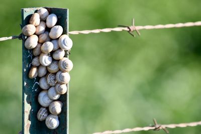 Close-up of plant against blurred background