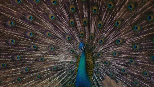 Close-up of peacock with feathers fanned out