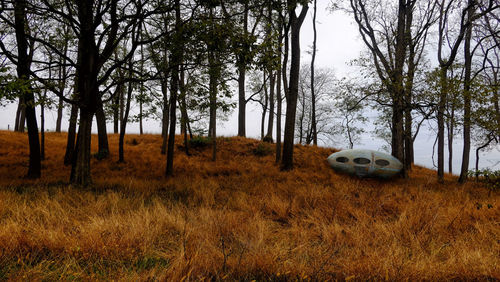 Trees on field in forest