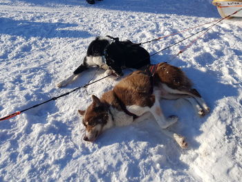 Huskies on snow during winter