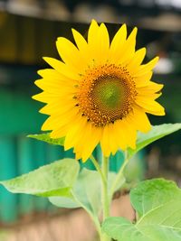 Close-up of yellow sunflower