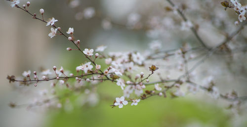 Close-up of cherry blossoms in spring