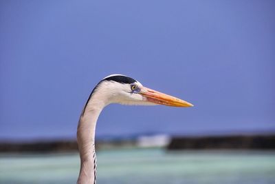 Heron against sea and sky