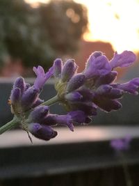 Close-up of purple flowering plant