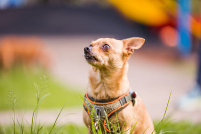 Close-up of a dog looking away