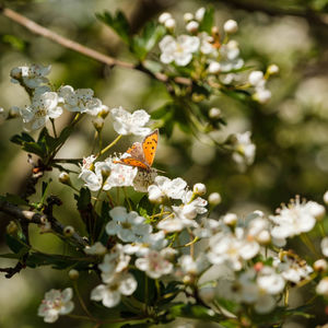 Close-up of butterfly on white flower