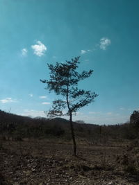 Tree on field against sky