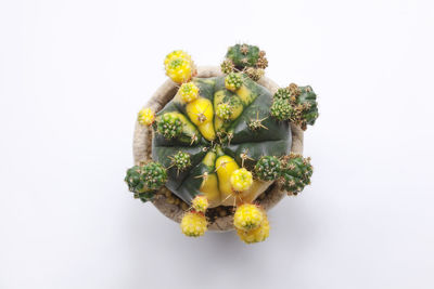 Directly above shot of yellow roses against white background