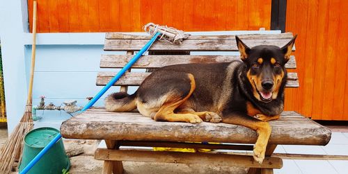 View of a dog resting on table