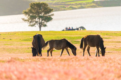 Horses in a field