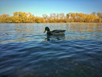 Ducks swimming in water against sky